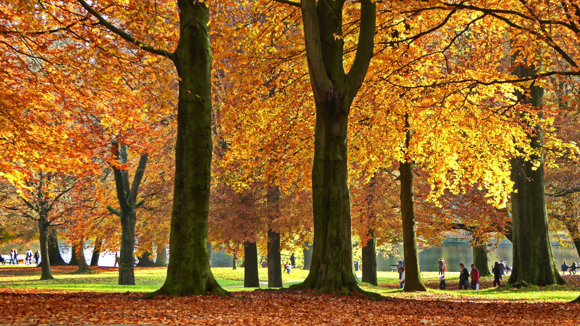 Herbstbäume im Park.