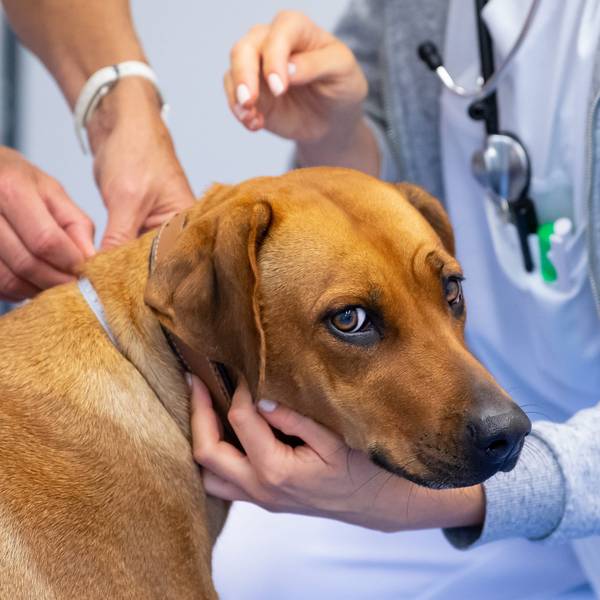 Ein Rhodesian Ridgeback blickt in die Kamera