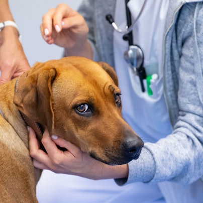 Ein Rhodesian Ridgeback blickt in die Kamera