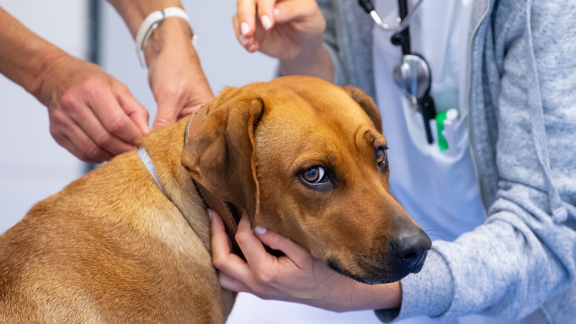 Ein Rhodesian Ridgeback blickt in die Kamera