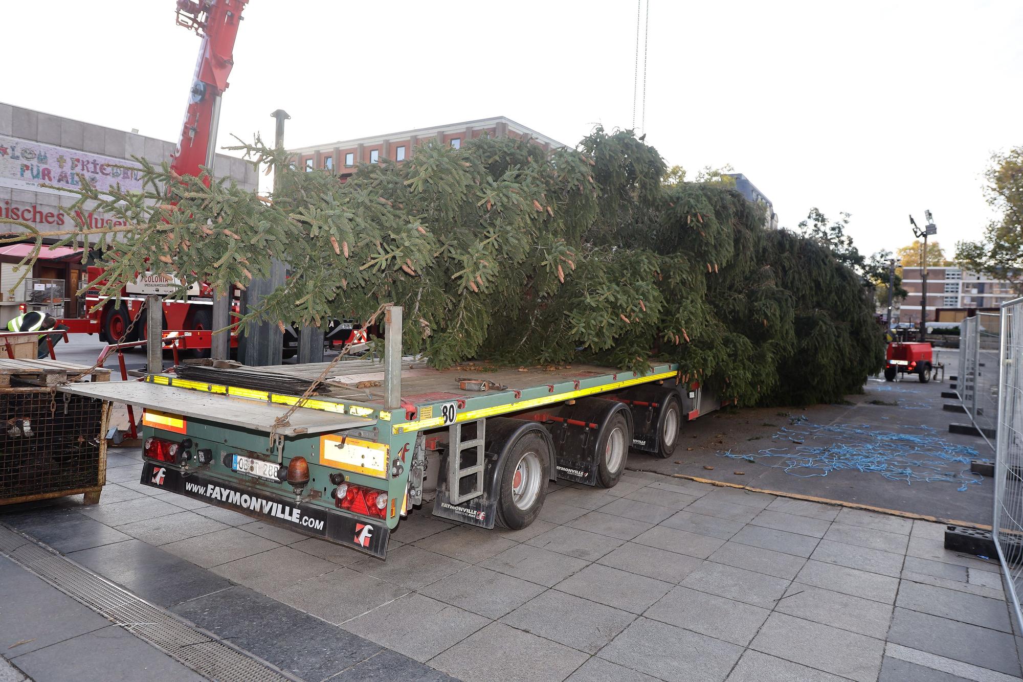 Liegender Baum auf der Ladefläche eines LKWs auf dem Kölner Roncalliplatz