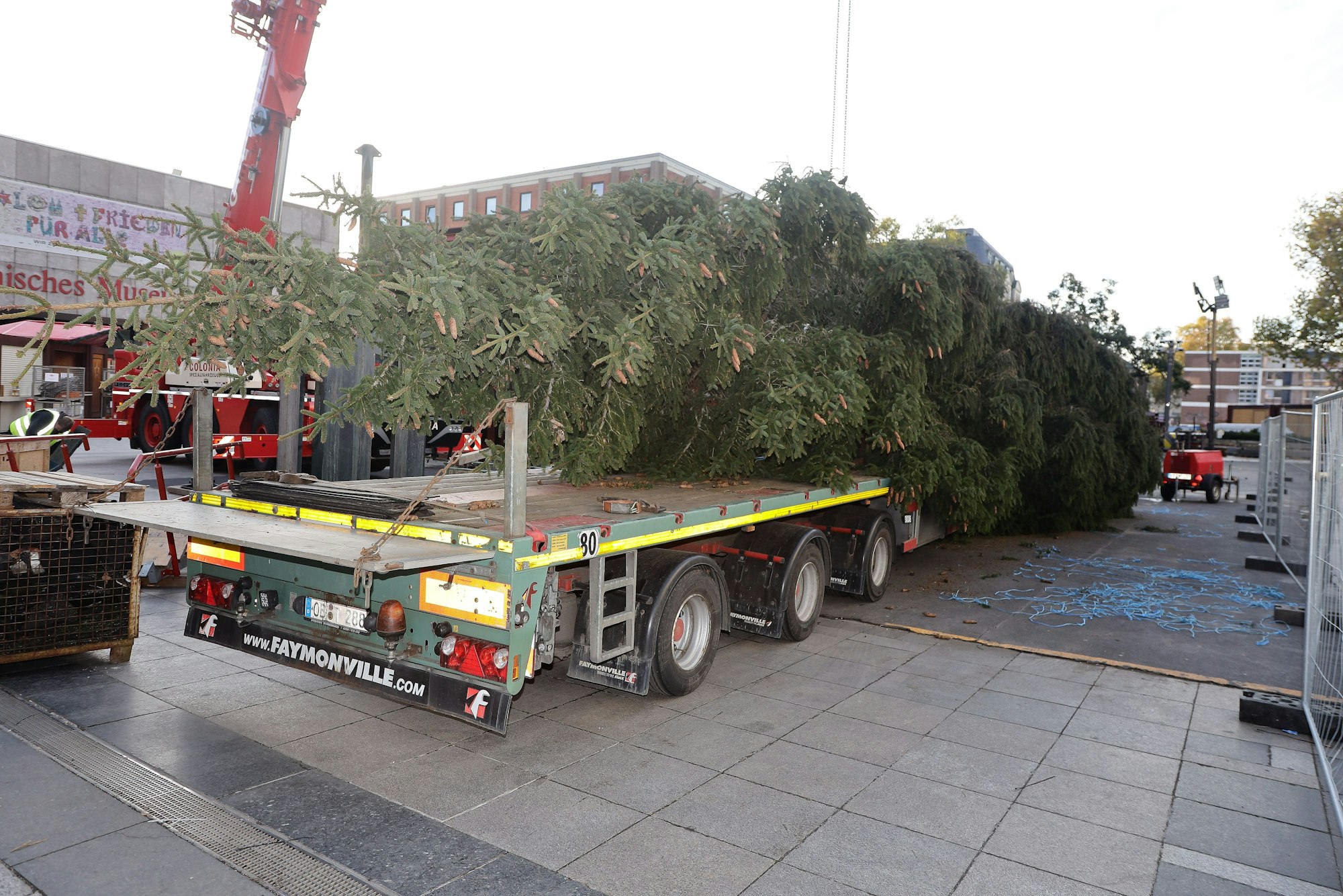 Liegender Baum auf der Ladefläche eines LKWs auf dem Kölner Roncalliplatz