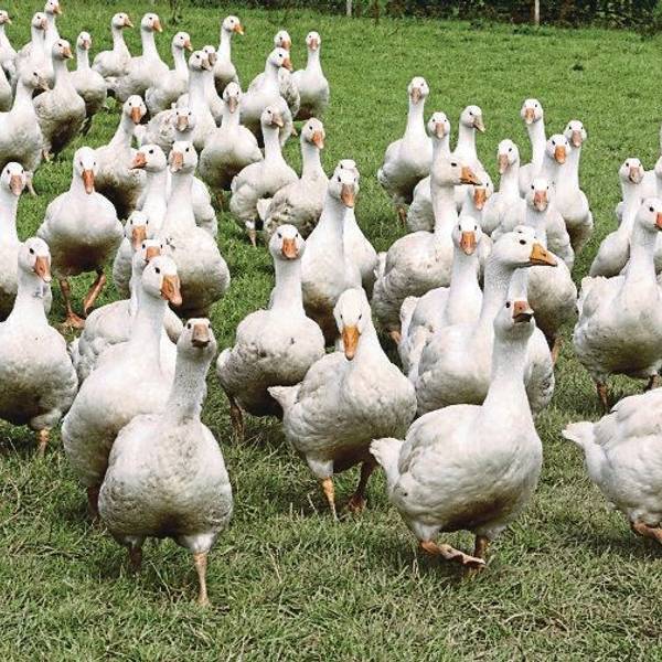 Eine Schar Hausgänse läuft über eine Wiese.