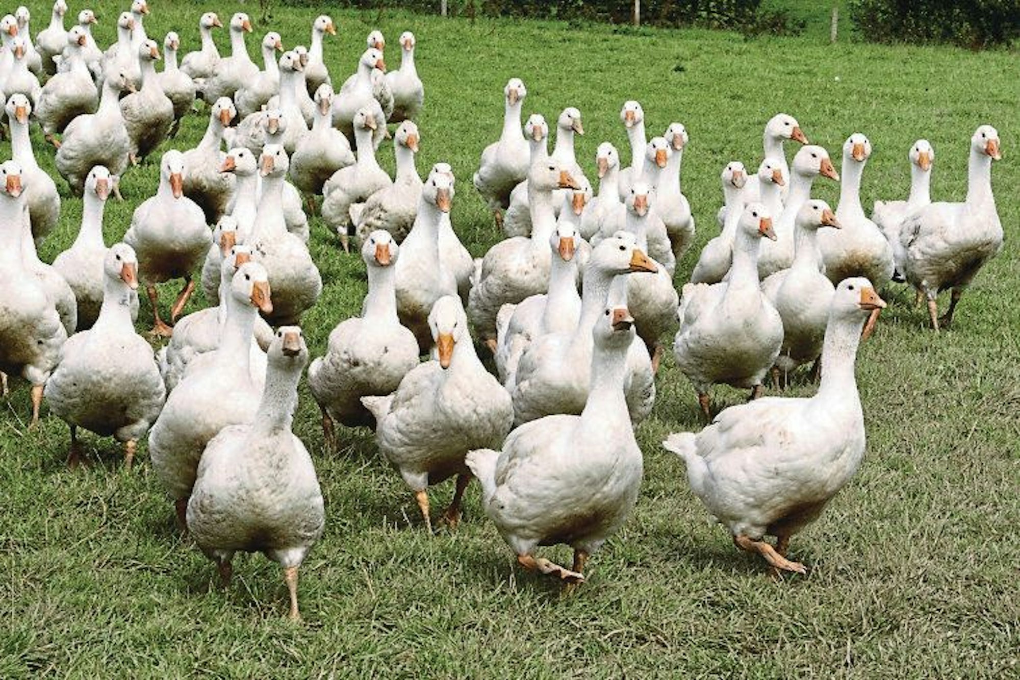 Eine Schar Hausgänse läuft über eine Wiese.