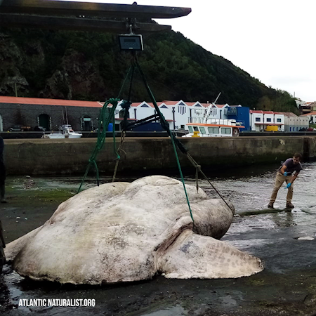 Ein Mann zieht einen riesigen Mondfisch aus dem Wasser.
