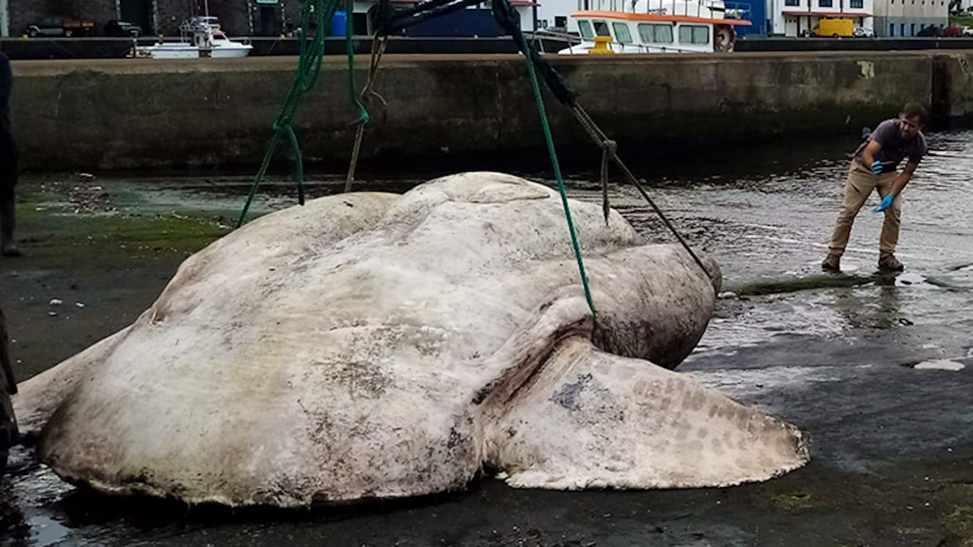 Ein Mann zieht einen riesigen Mondfisch aus dem Wasser.