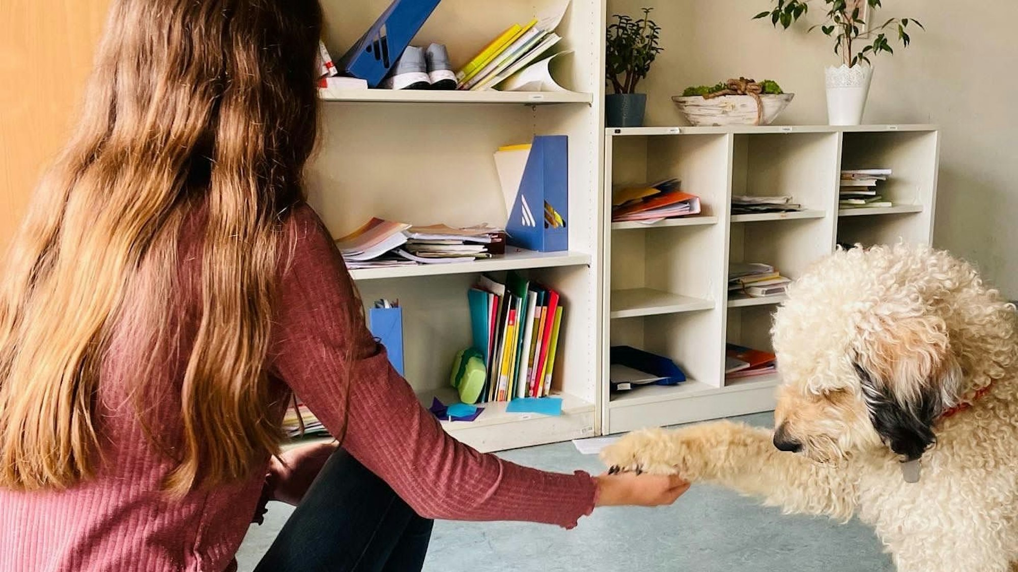Der Labradoodle-Schulhund Ellie gibt einer Schülerin der LVR Anna-Freud-Schule die Pfote.