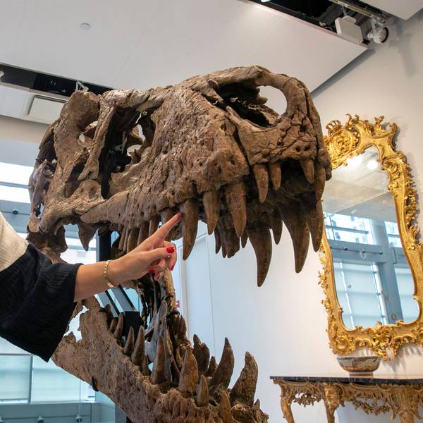 Eine Frau steht neben dem Tyrannosaurus rex Schädel und zeigt mit ihrem Finger auf einen seiner Zähne.