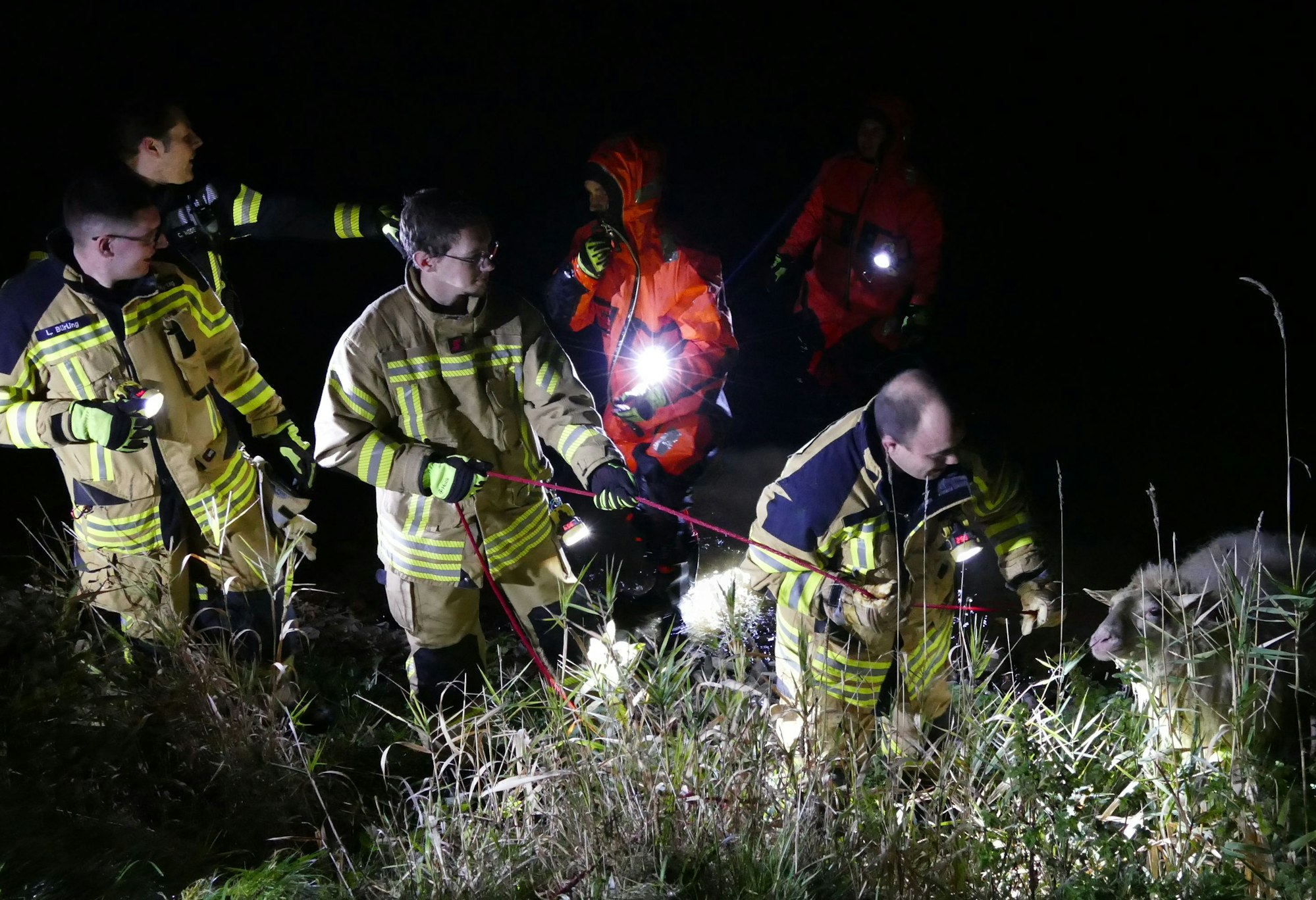 Das Schaf wird von der Feuerwehr nachts aus der Agger gezogen.