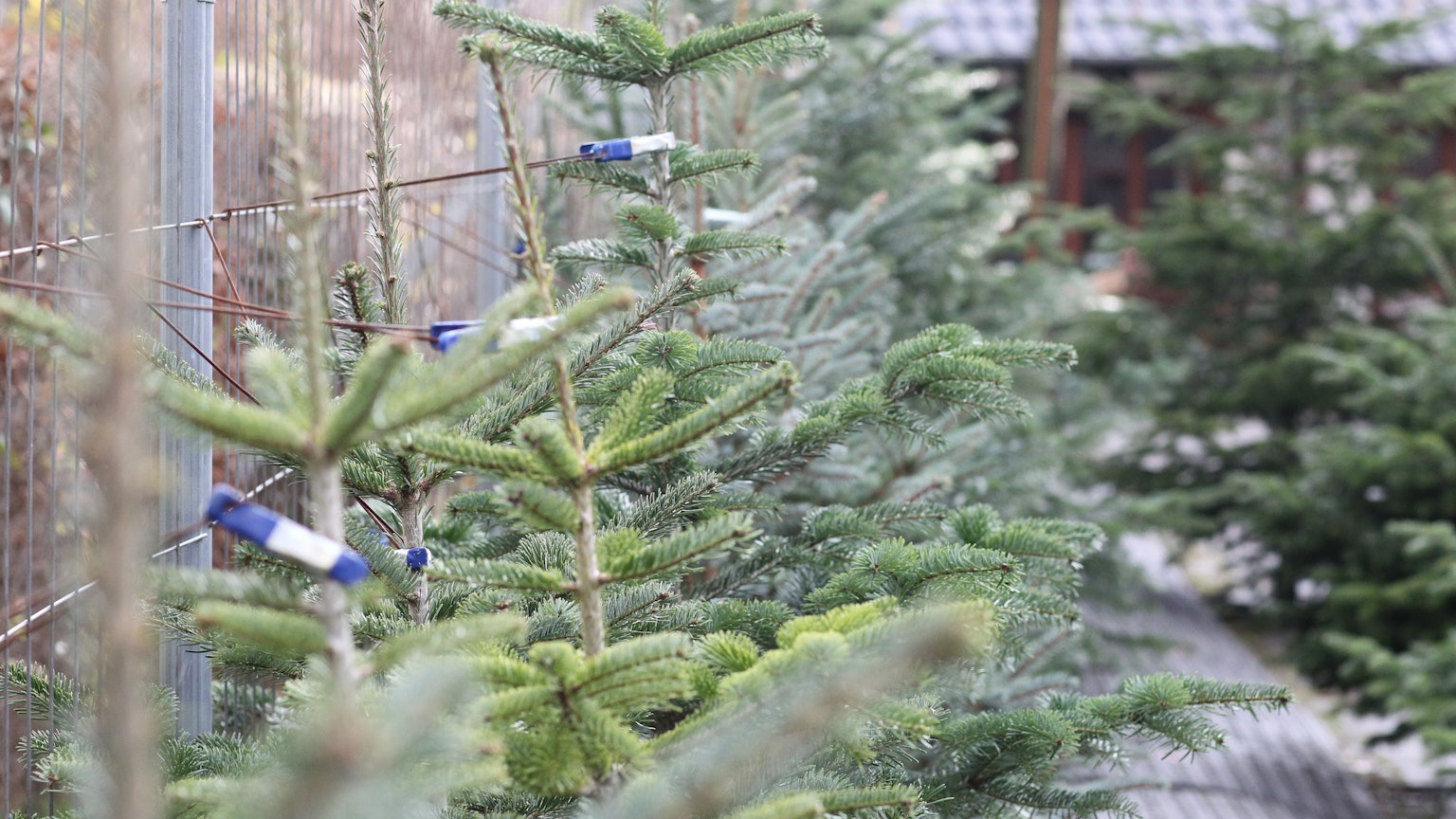 Weihnachtsbäume stehen an einem Zaun angelehnt.