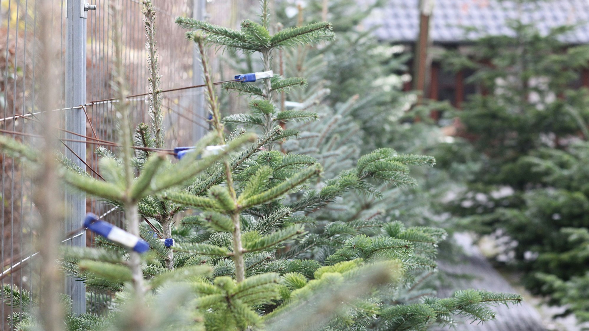 Weihnachtsbäume stehen an einem Zaun angelehnt.