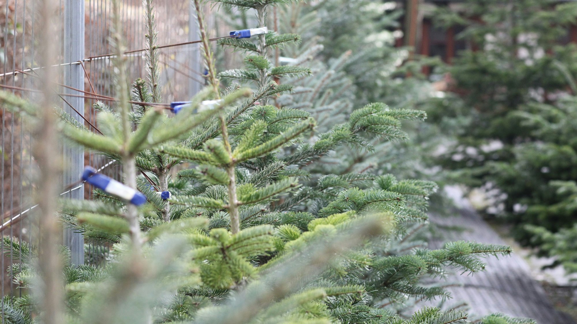 Mehrere Tannenbäume stehen nebeneinander.