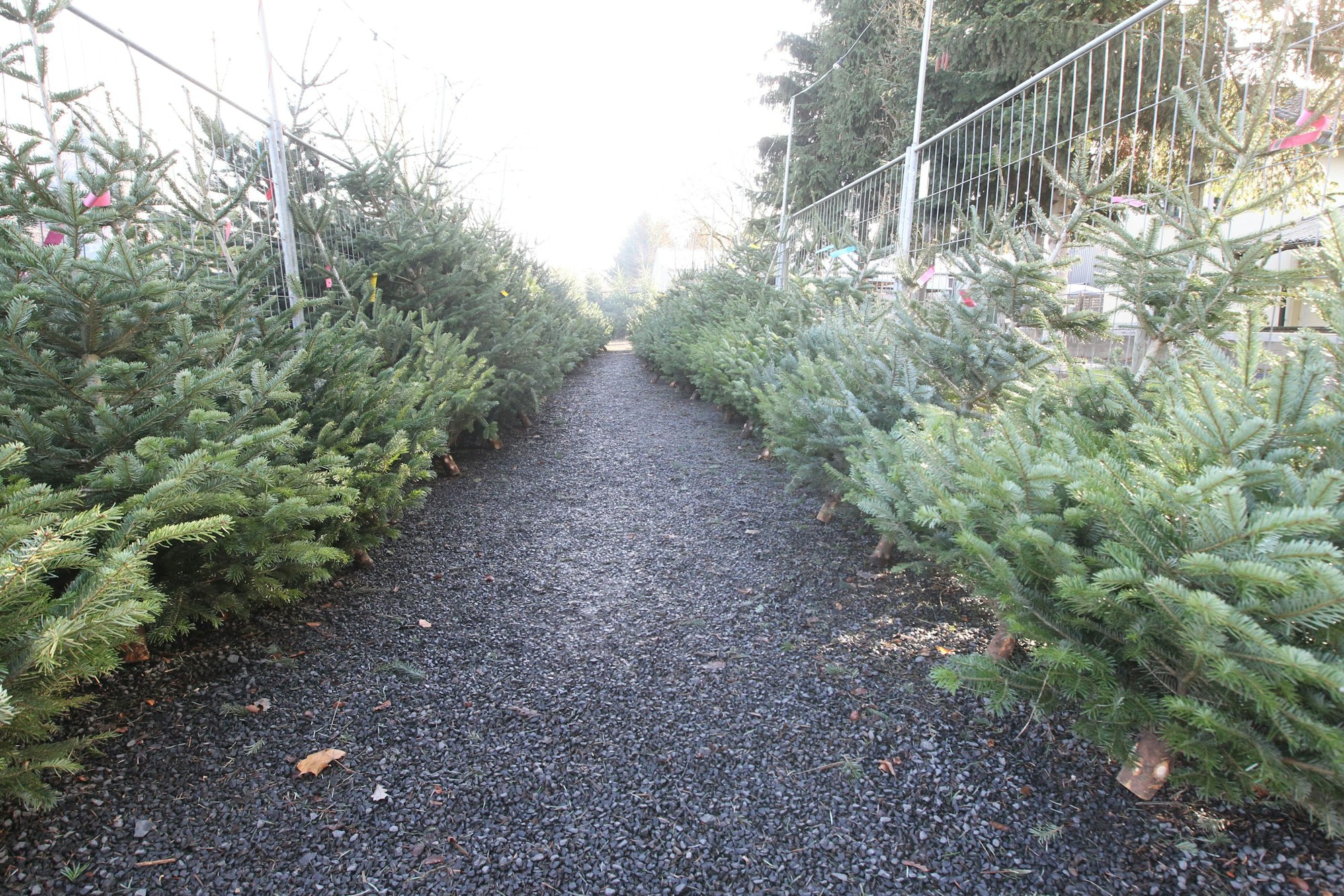 Bei einem Verkäufer reihen sich die Bäume aneinander.