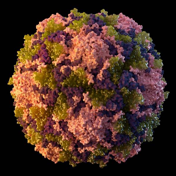Die vom U.S. Centers for Disease Control and Prevention zur Verfügung gestellte Illustration aus dem Jahr 2014 zeigt ein Poliovirus-Partikel.