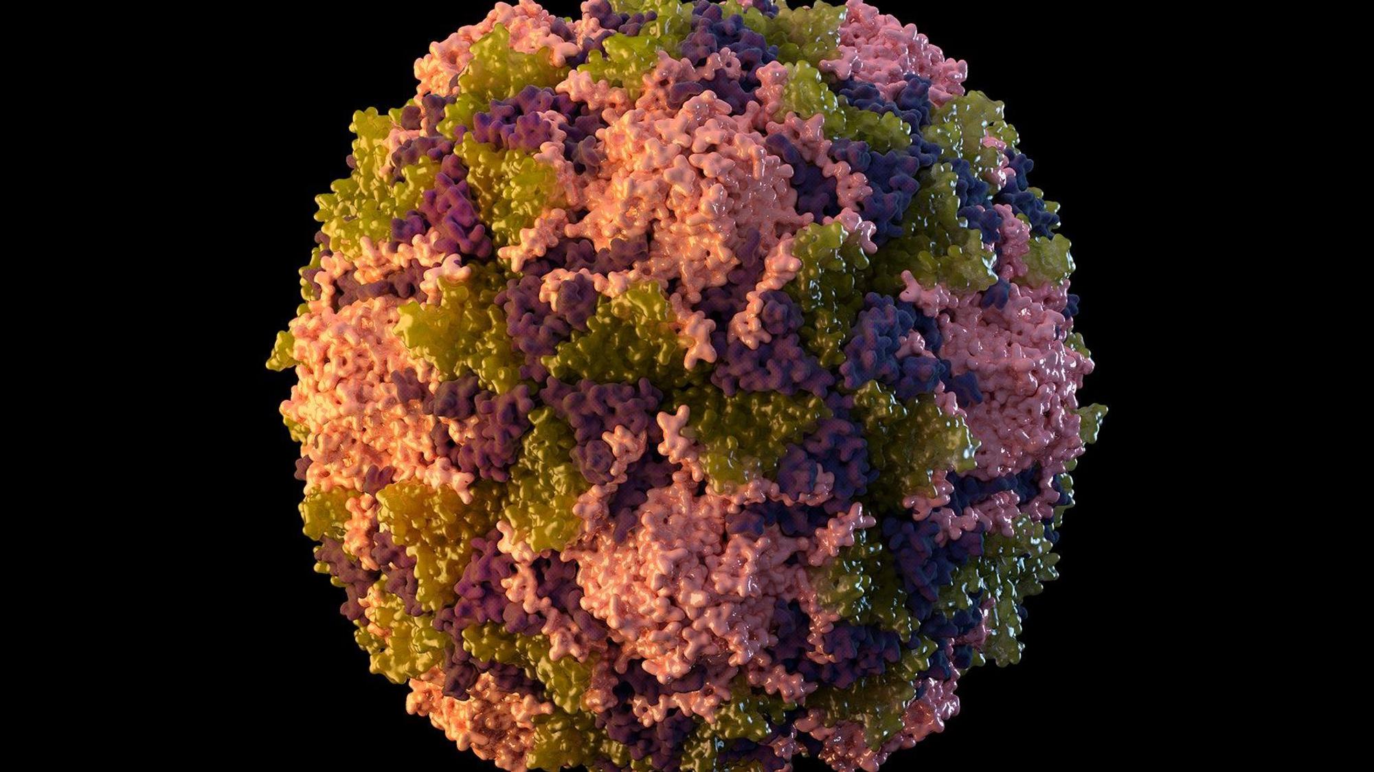 Die vom U.S. Centers for Disease Control and Prevention zur Verfügung gestellte Illustration aus dem Jahr 2014 zeigt ein Poliovirus-Partikel.