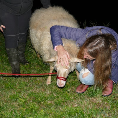 Die Besitzerin kniet neben dem Schaf auf einer Wiese.