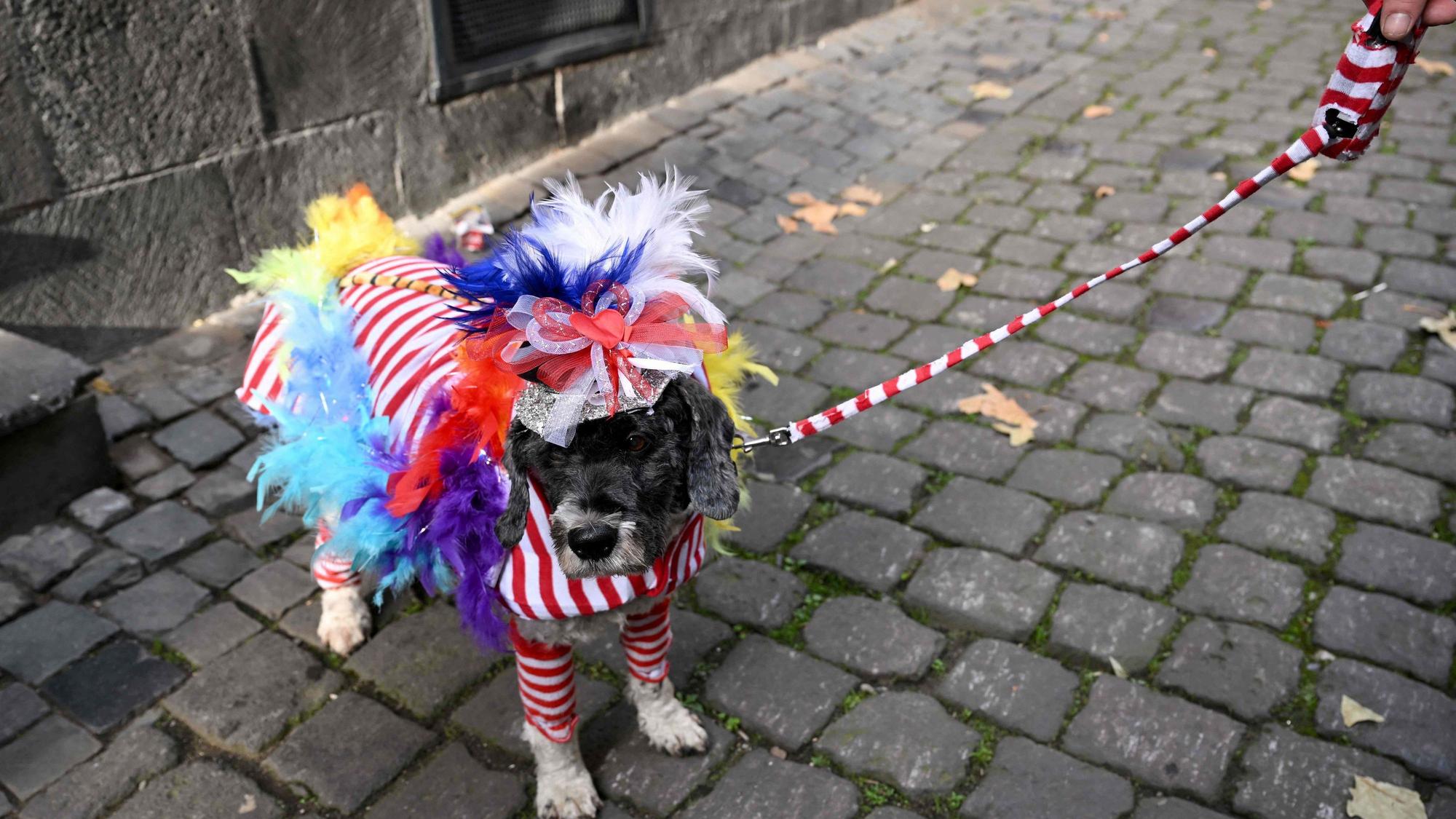 Ein verkleideter Hund an der Leine in der Kölner Innenstadt.