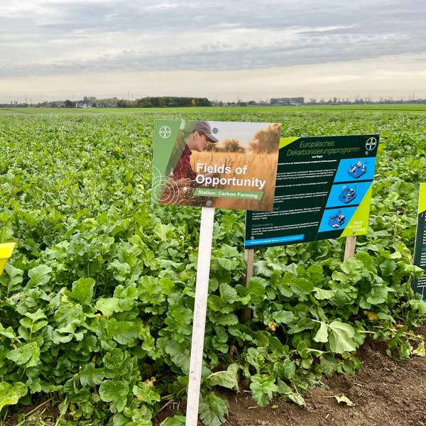 Ein Feld auf dem Damianshof in Rommerskirchen. Er ist eine von Bayers „Forward Farms“.