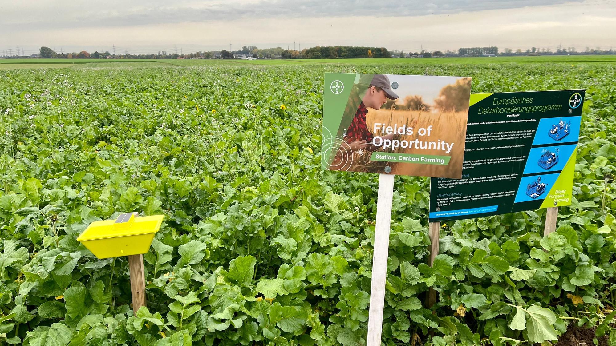 Ein Feld auf dem Damianshof in Rommerskirchen. Er ist eine von Bayers „Forward Farms“.