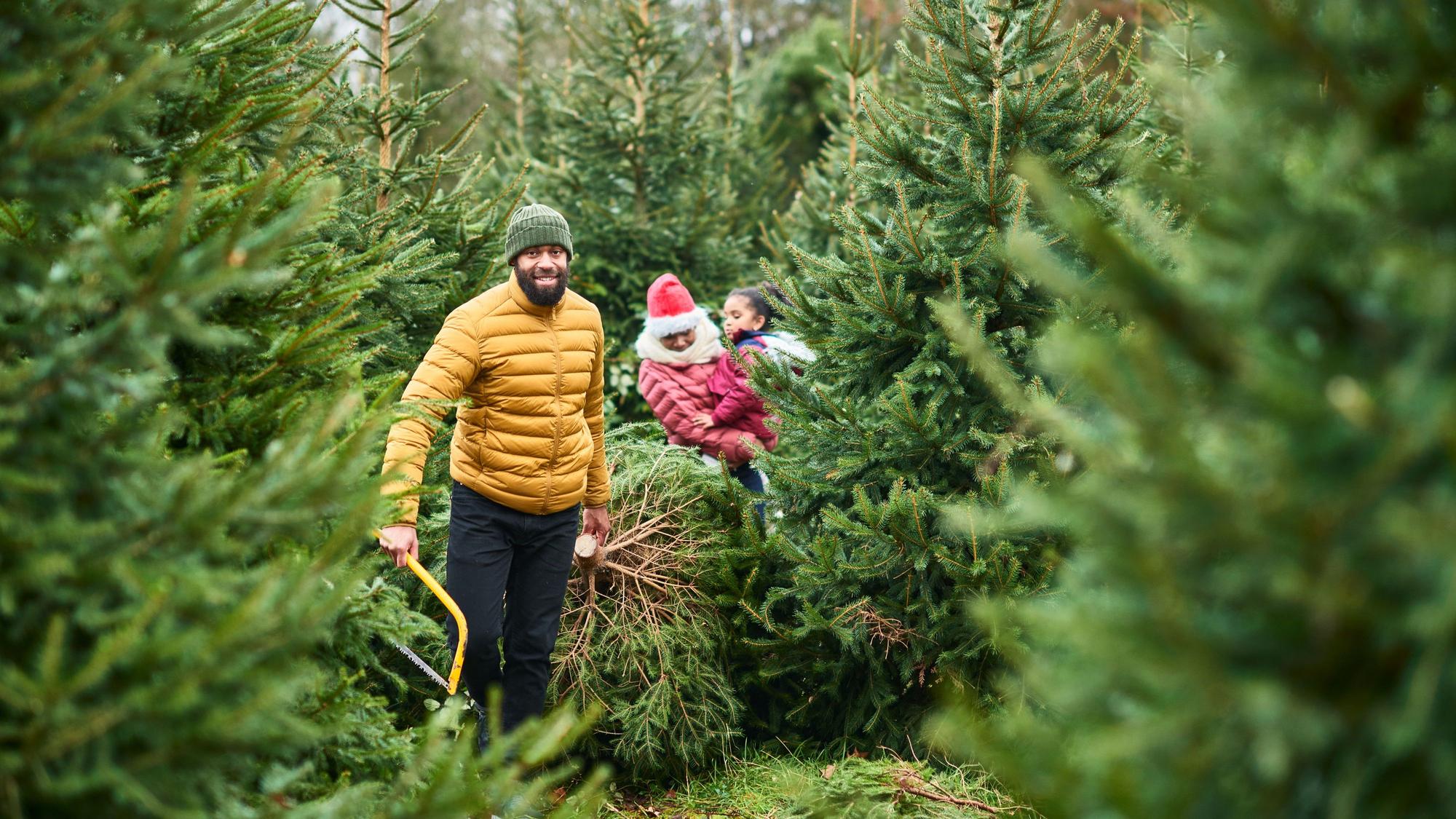 Familie inmitten von vielen Weihnachtsbäumen, sucht sich einen aus.