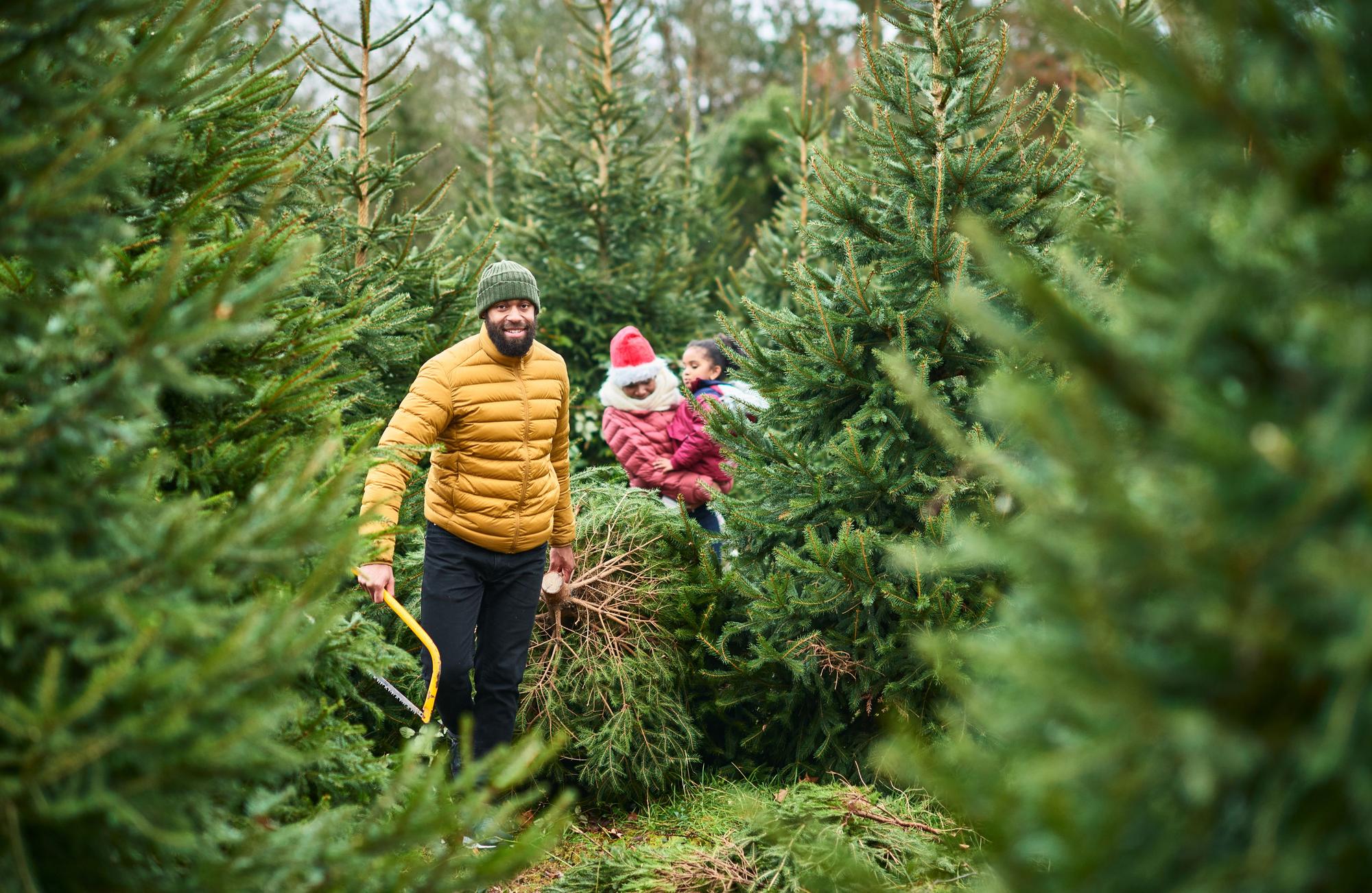 Familie inmitten von vielen Weihnachtsbäumen, suchen sich einen aus,