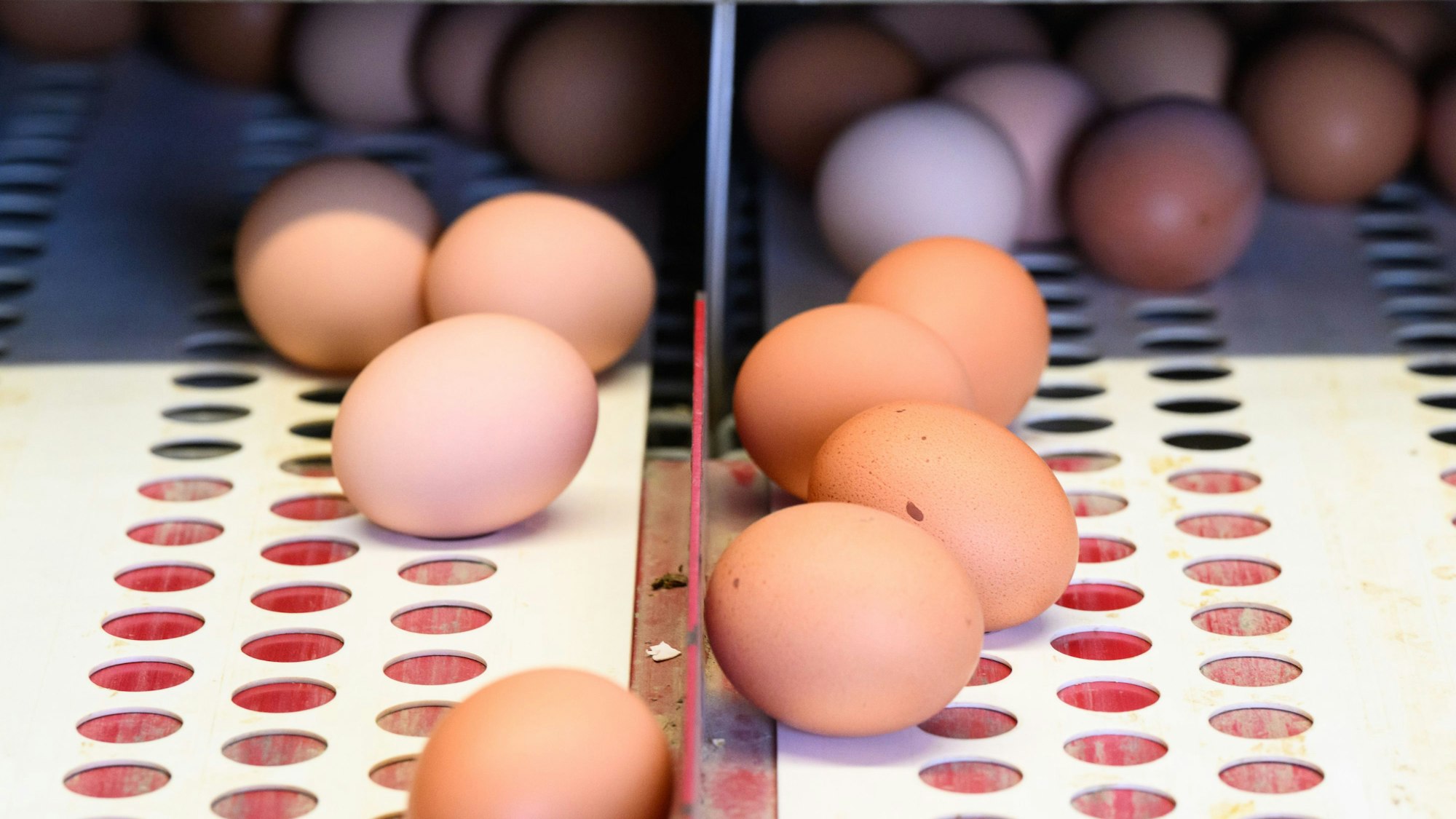 Mehrere Eier liegen in einem Betrieb für Eier aus der Freilandhaltung.
