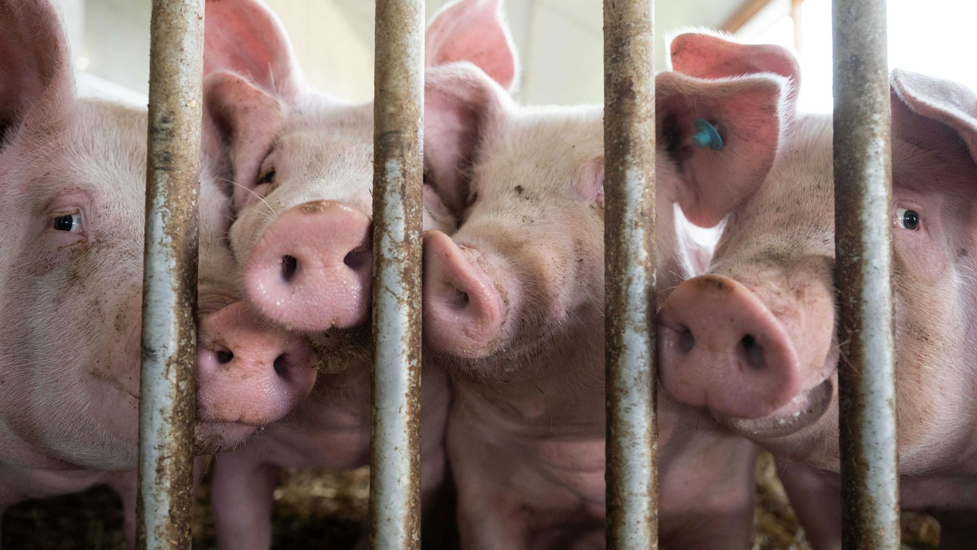 Schweine in einem baden-württembergischen Stall mit Tierwohl-Kennzeichnung.