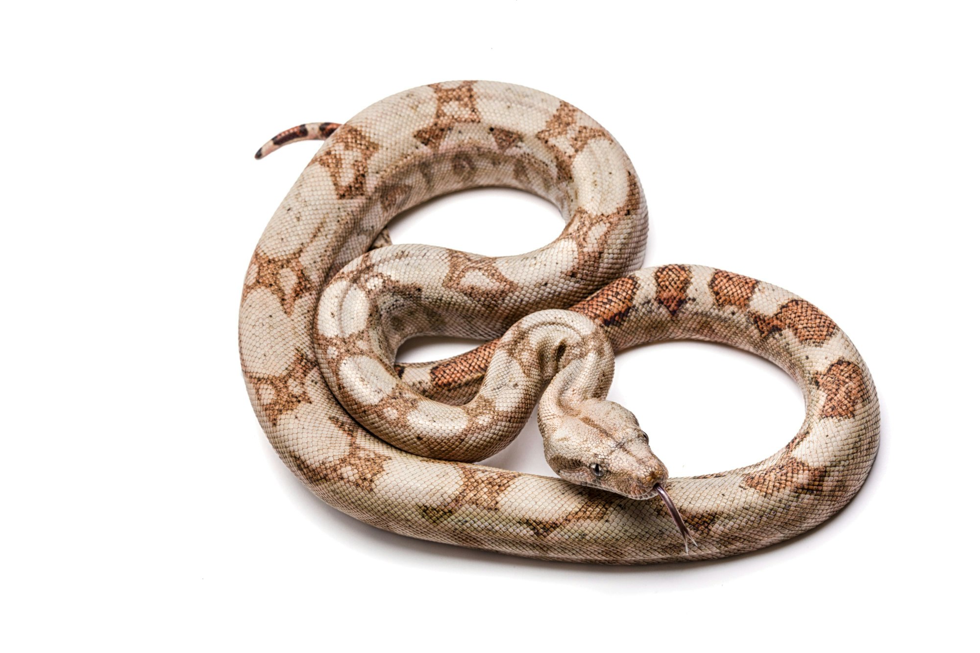 Eine Boa constrictor imperator mit hellbrauner Haut und dunkelbraunen Flecken.