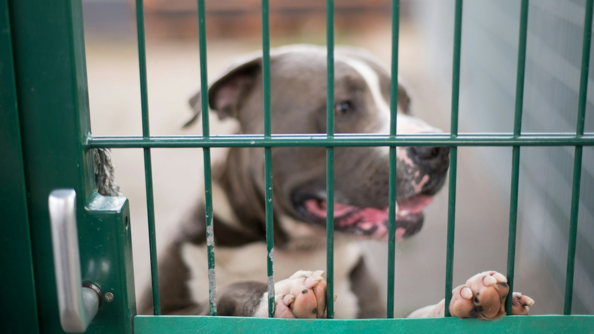 Ein Kampfhund steht am grünen Draht seines Zwingers im Tierheim.