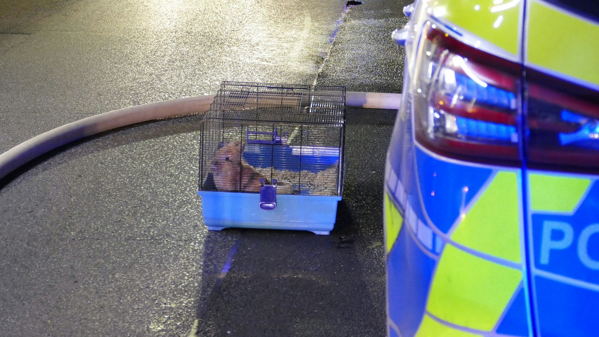 Ein Kaninchenkäfig steht auf der Straße neben einem Streifenwagen.