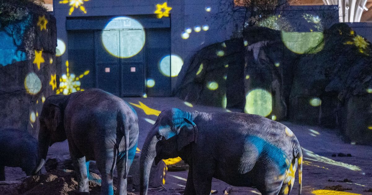 Luxus Kolner Zoo Lichter Fotos