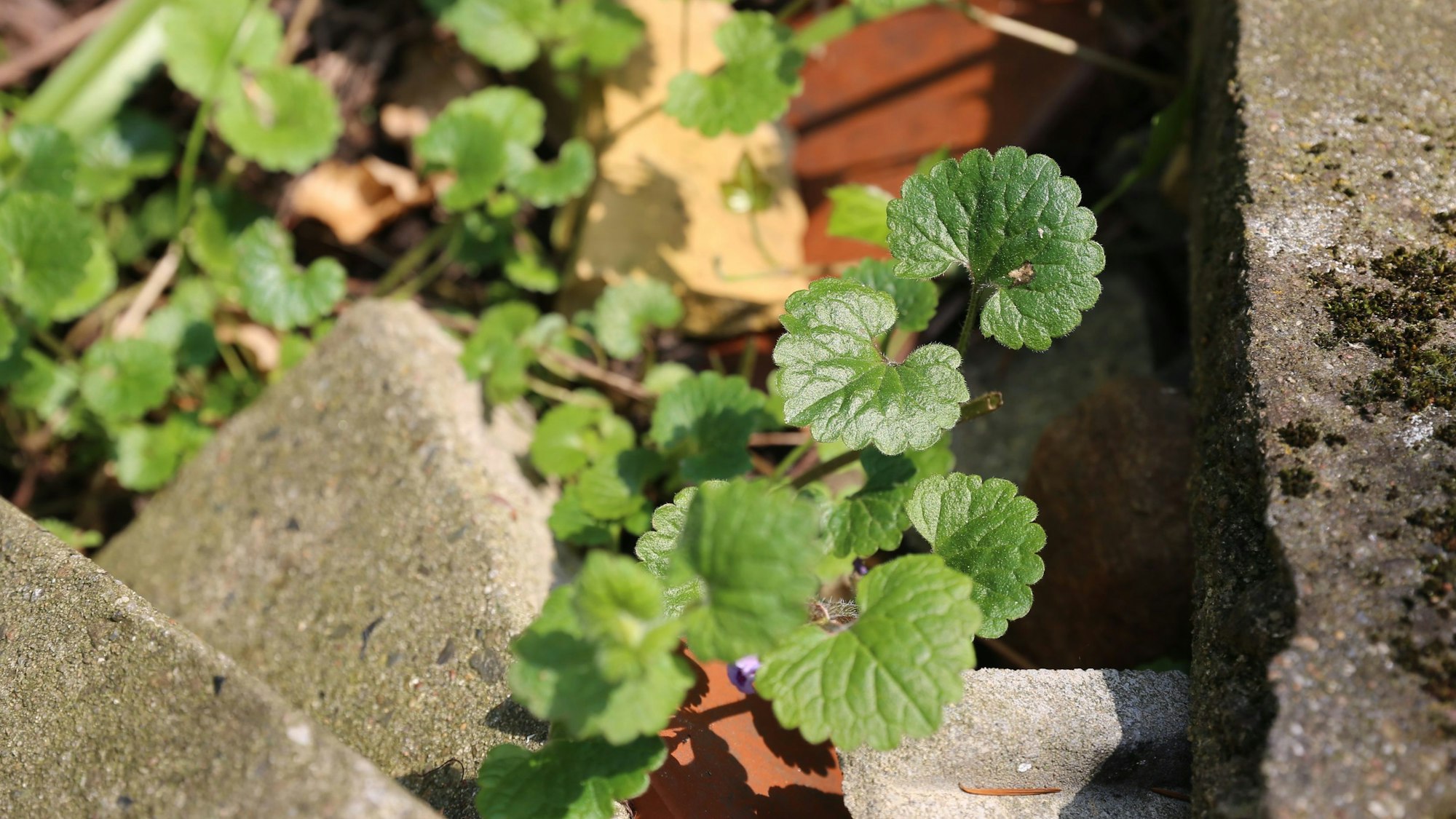 Gundermann im Garten.