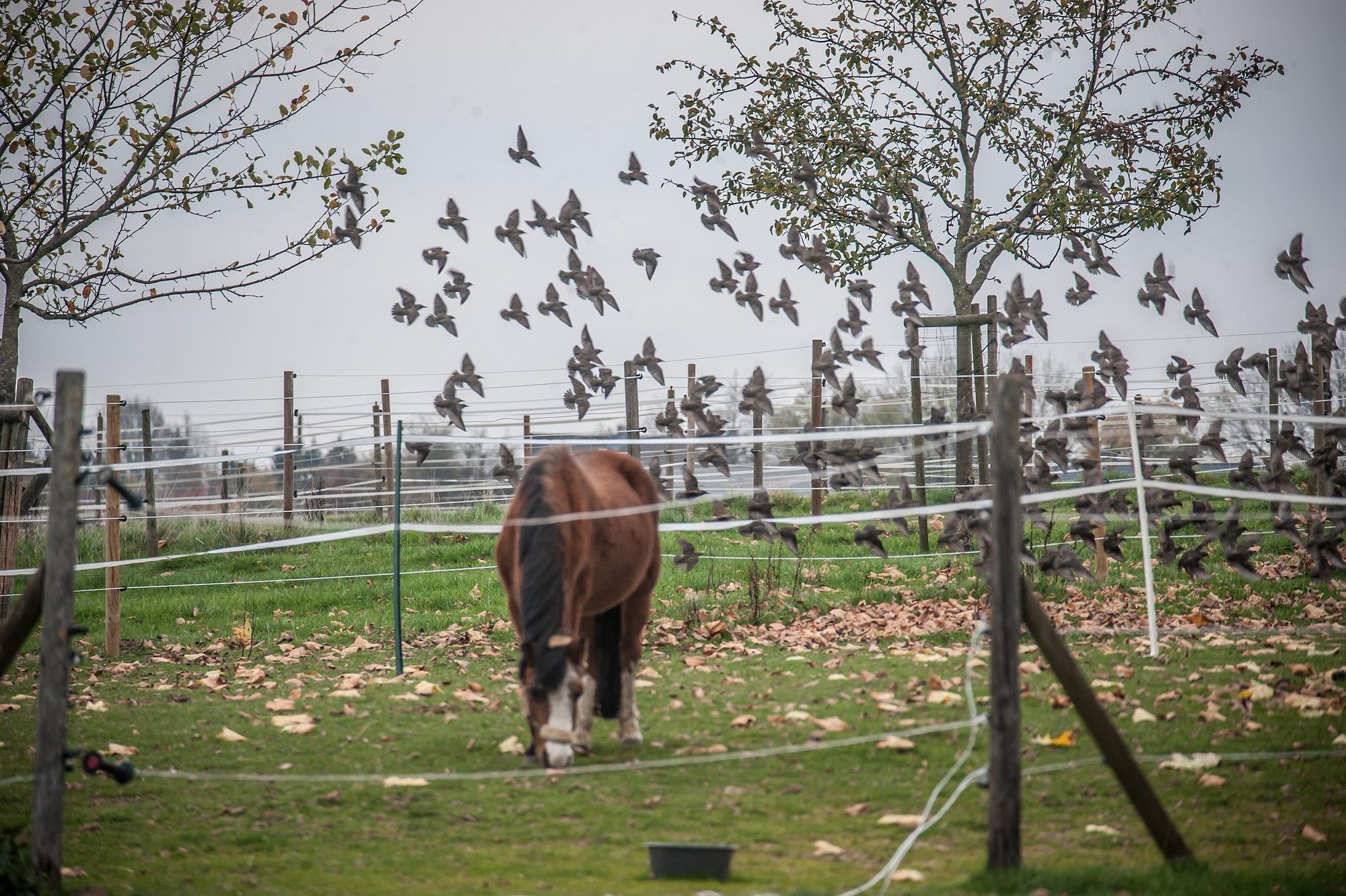 Ein Pferd grast und ein Schwarm Stare fliegen über der Wiese, auf der Blätter liegen.