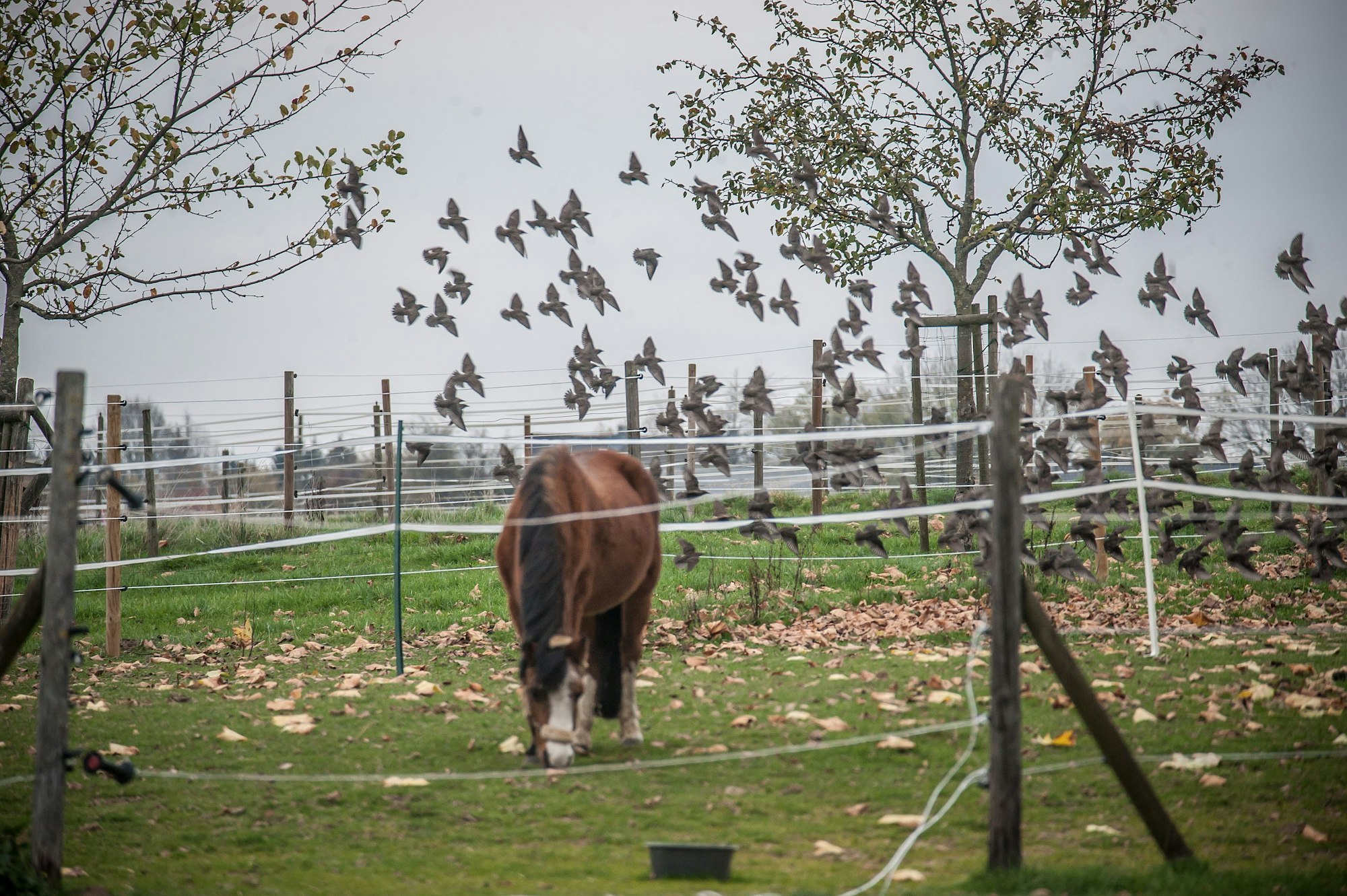Ein Pferd grast und ein Schwarm Stare fliegen über der Wiese, auf der Blätter liegen.
