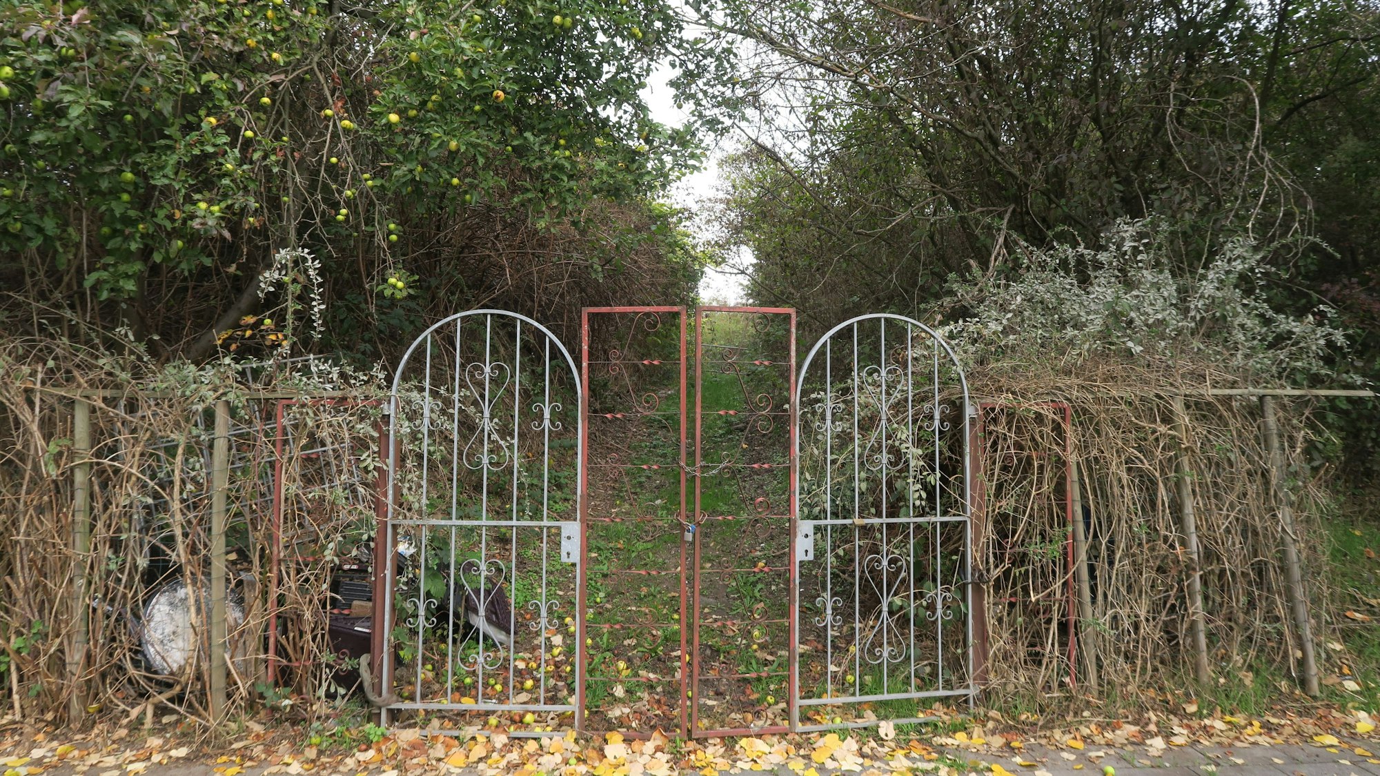 Ein Ausschnitt des zugewucherten Grundstücks an der Roddergasse, wo die neue Schule errichtet werden soll.