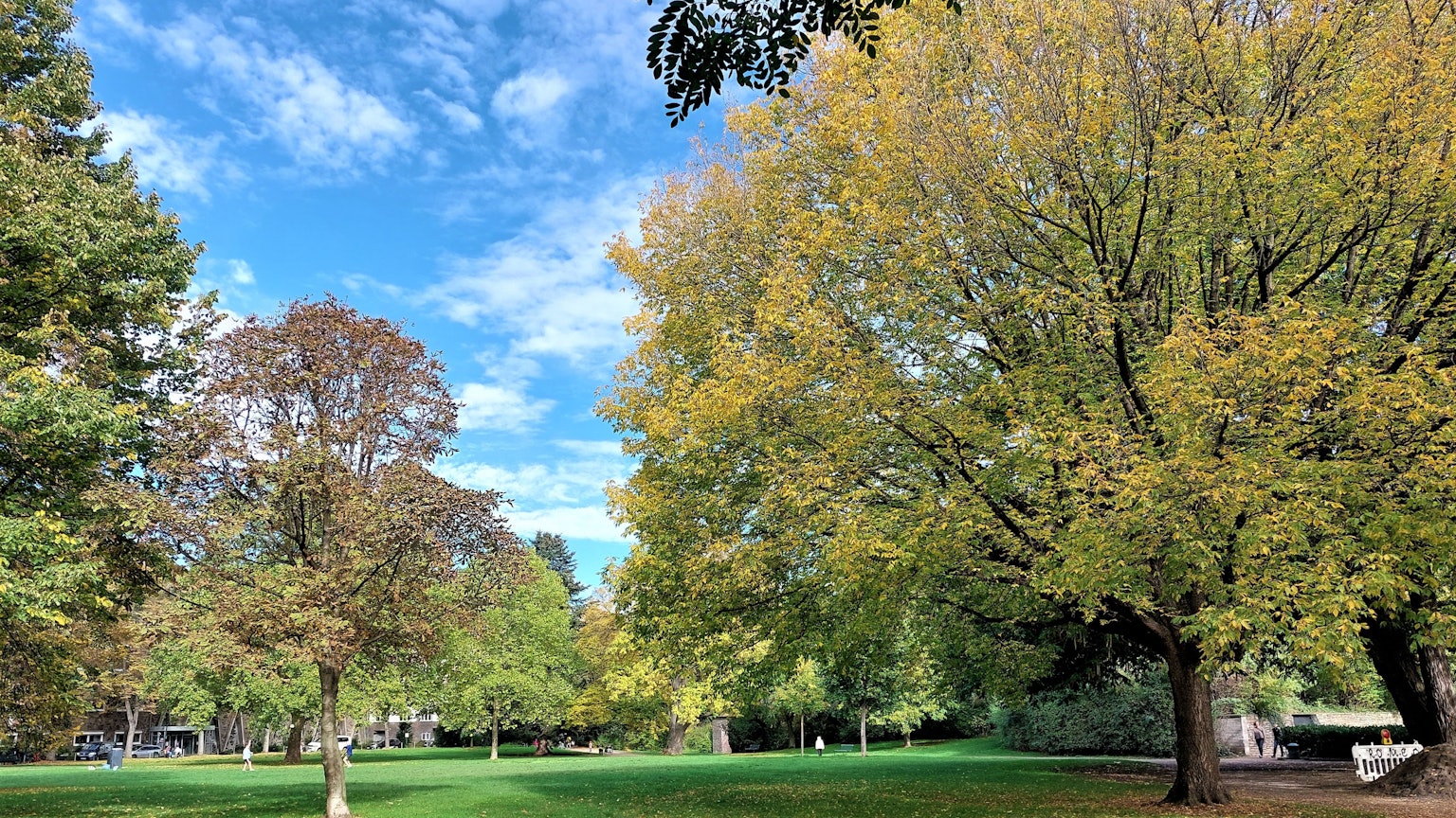 Im Friedenspark in der Südstadt stehen über 100 Jahre alte Bäume.