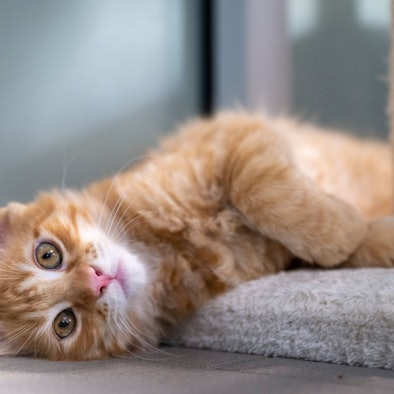 Eine junge Katze liegt auf einem Fell.