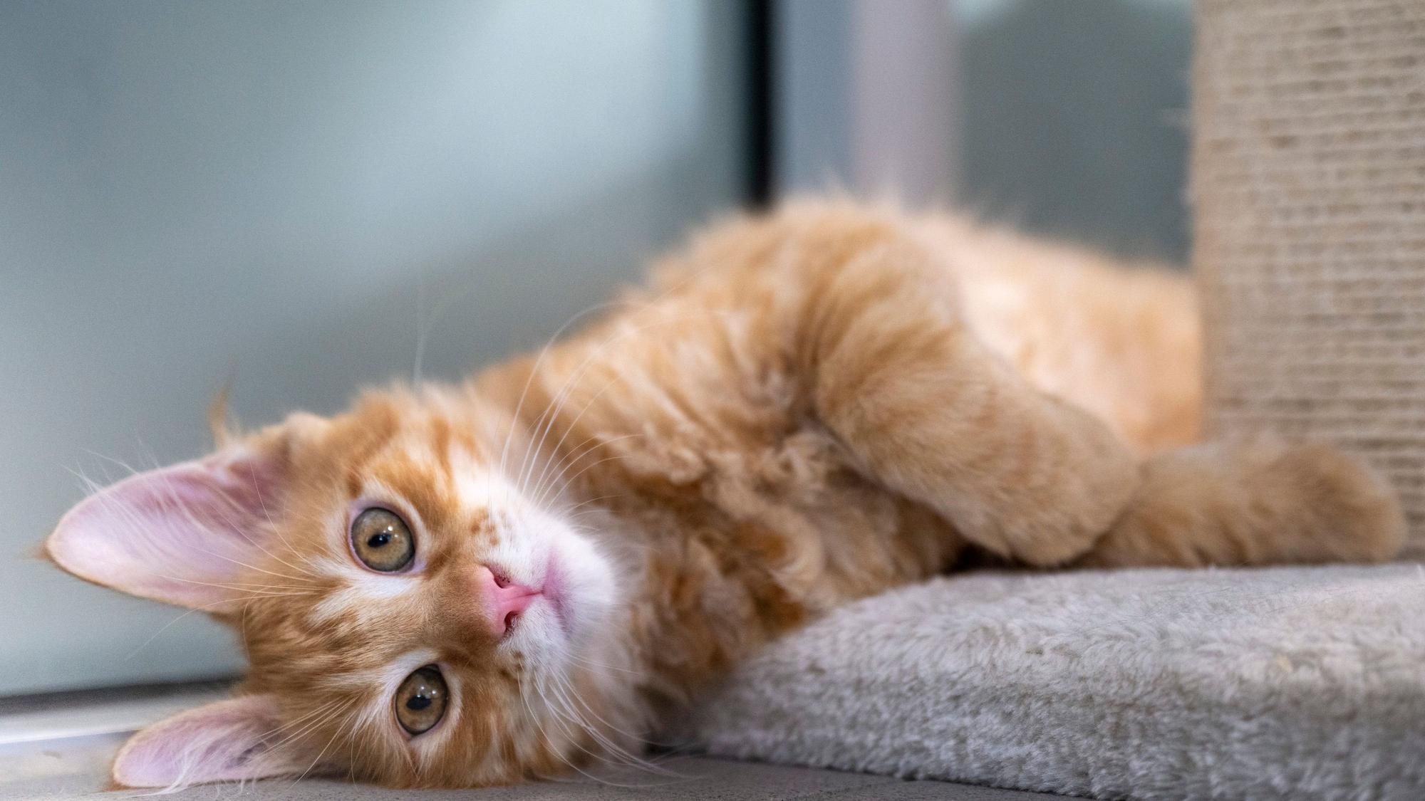 Eine junge Katze im Tierheim.