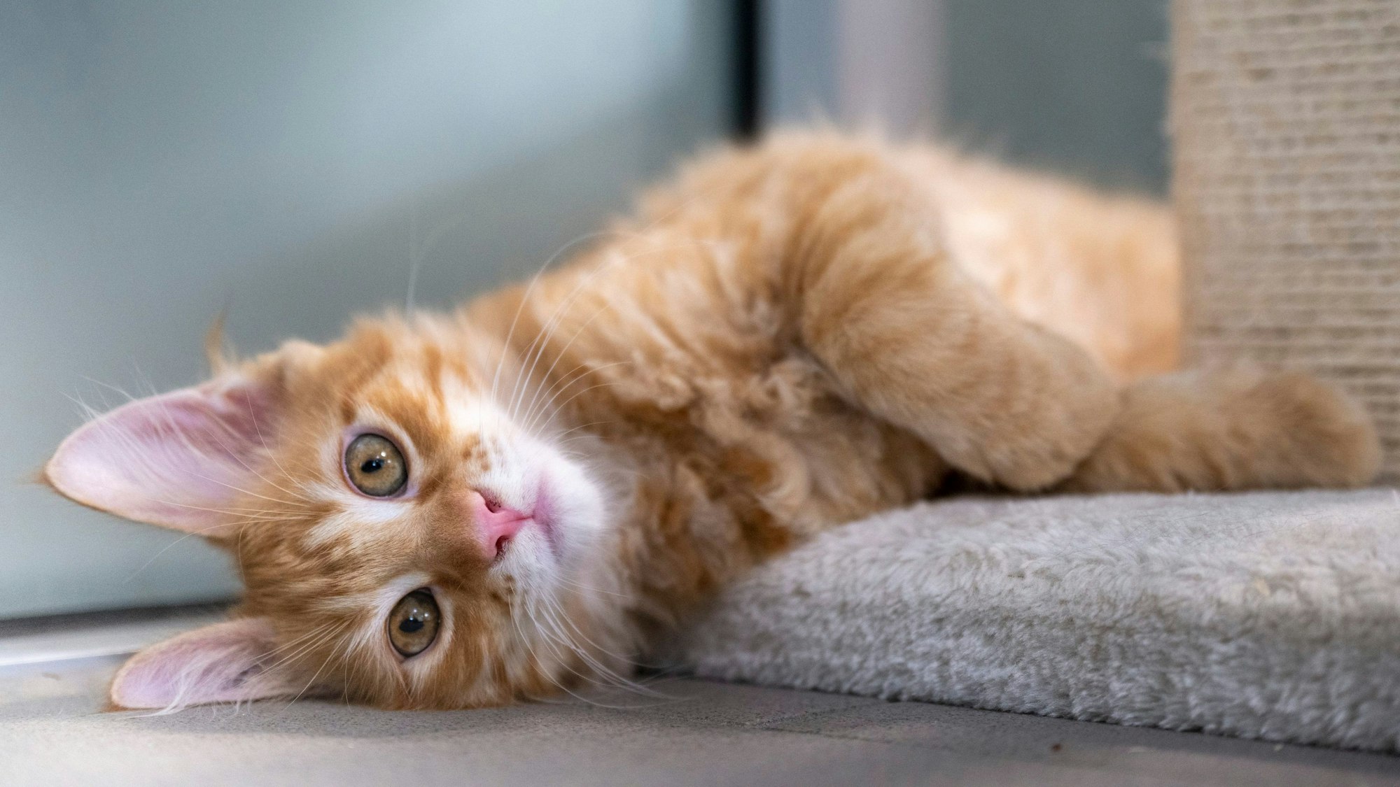 Eine junge Katze mit hellem Fell liegt im Berliner Tierheim auf dem Fuß eines Kratzbaums.