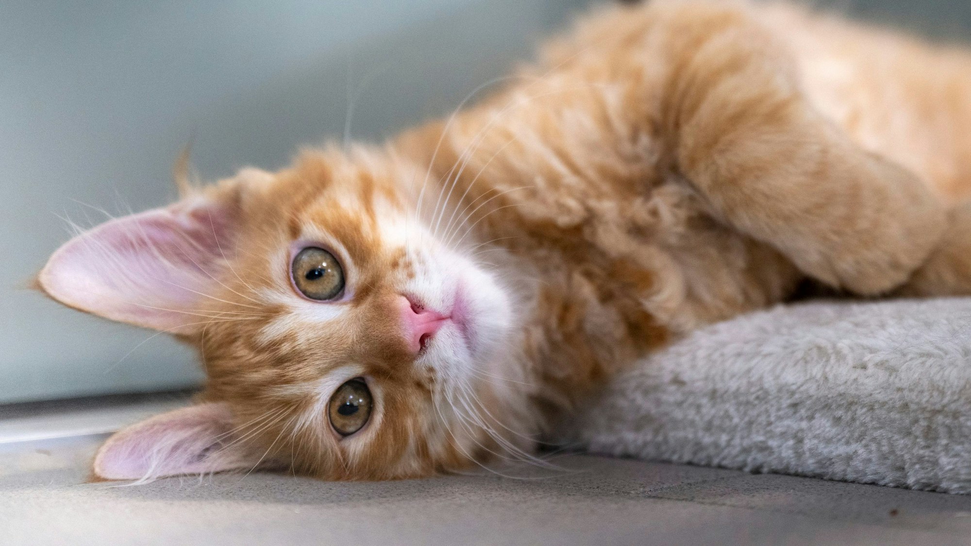 Eine orange-weiße Katze liegt auf der Seite und schaut in die Kamera.