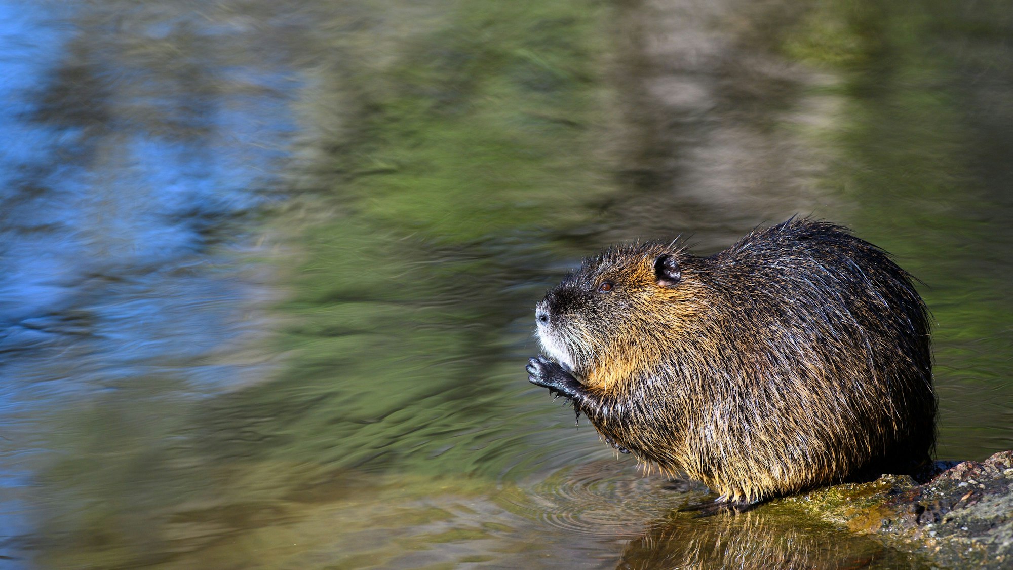 Ein Nutria sitzt am Ufer eines Gewässers und hält seine Pfoten am Mund.