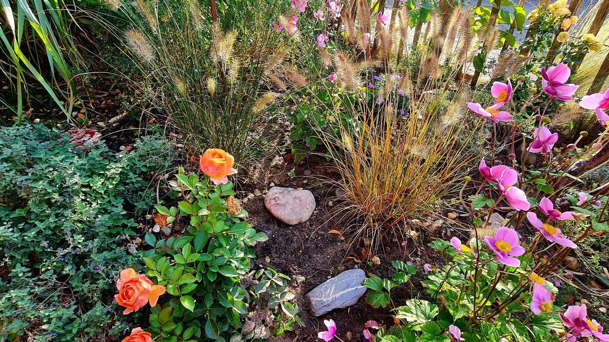 Bunte Blumen sind in einem Beet gepflanzt.