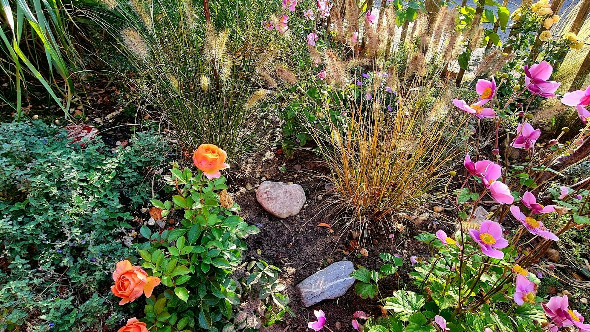 Bunte Blumen sind in einem Beet gepflanzt.