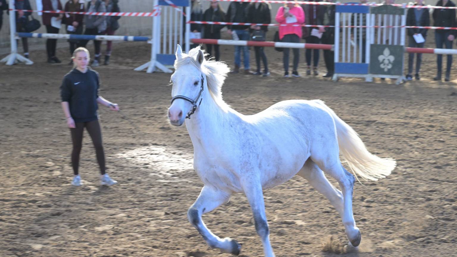 Ein weißes Pferd läuft in der Reithalle auf dem Großhurdener Berg bei Overath.