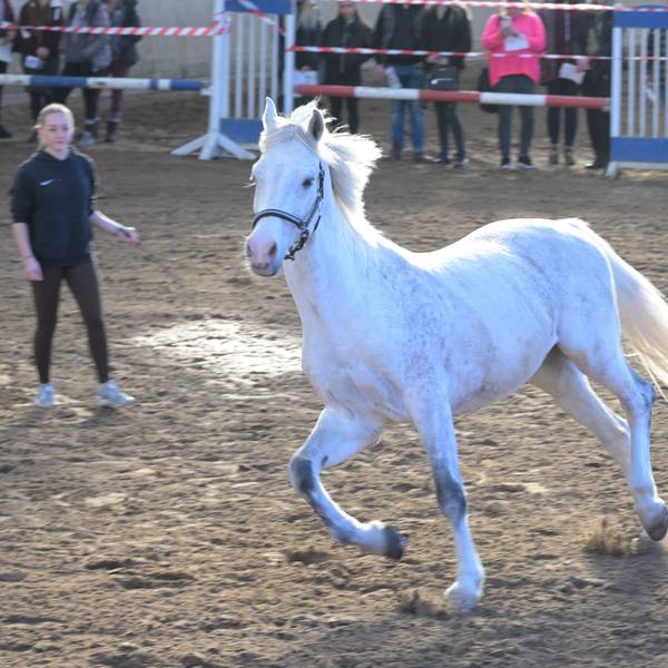 Ein weißes Pferd läuft in der Reithalle auf dem Großhurdener Berg bei Overath.