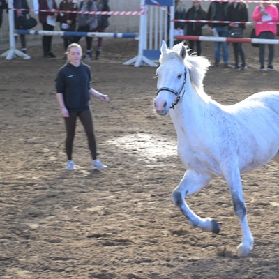 Ein weißes Pferd läuft in der Reithalle auf dem Großhurdener Berg bei Overath.