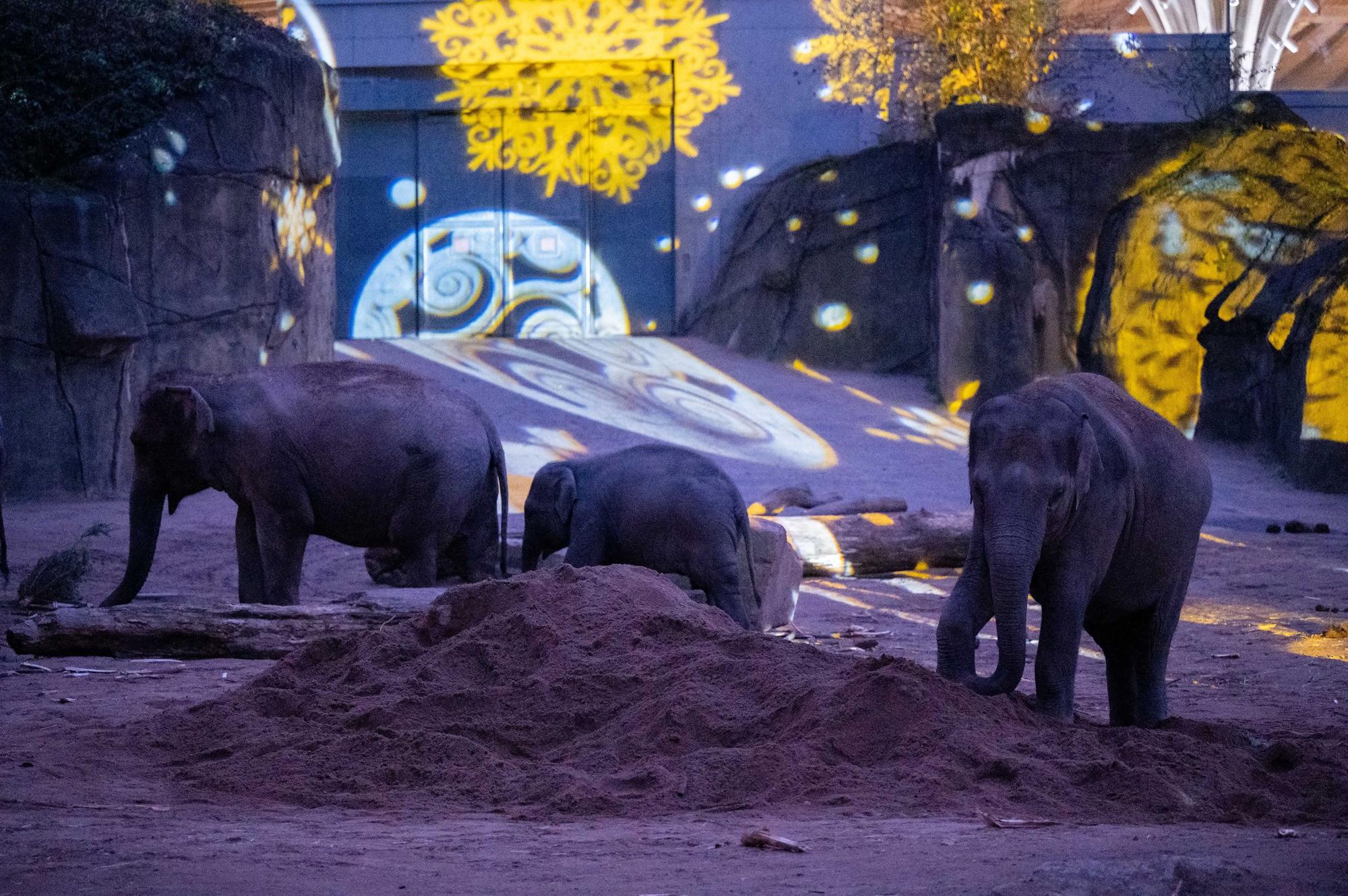 Auch das Außengelände des Elefantenparks ist illuminiert.
