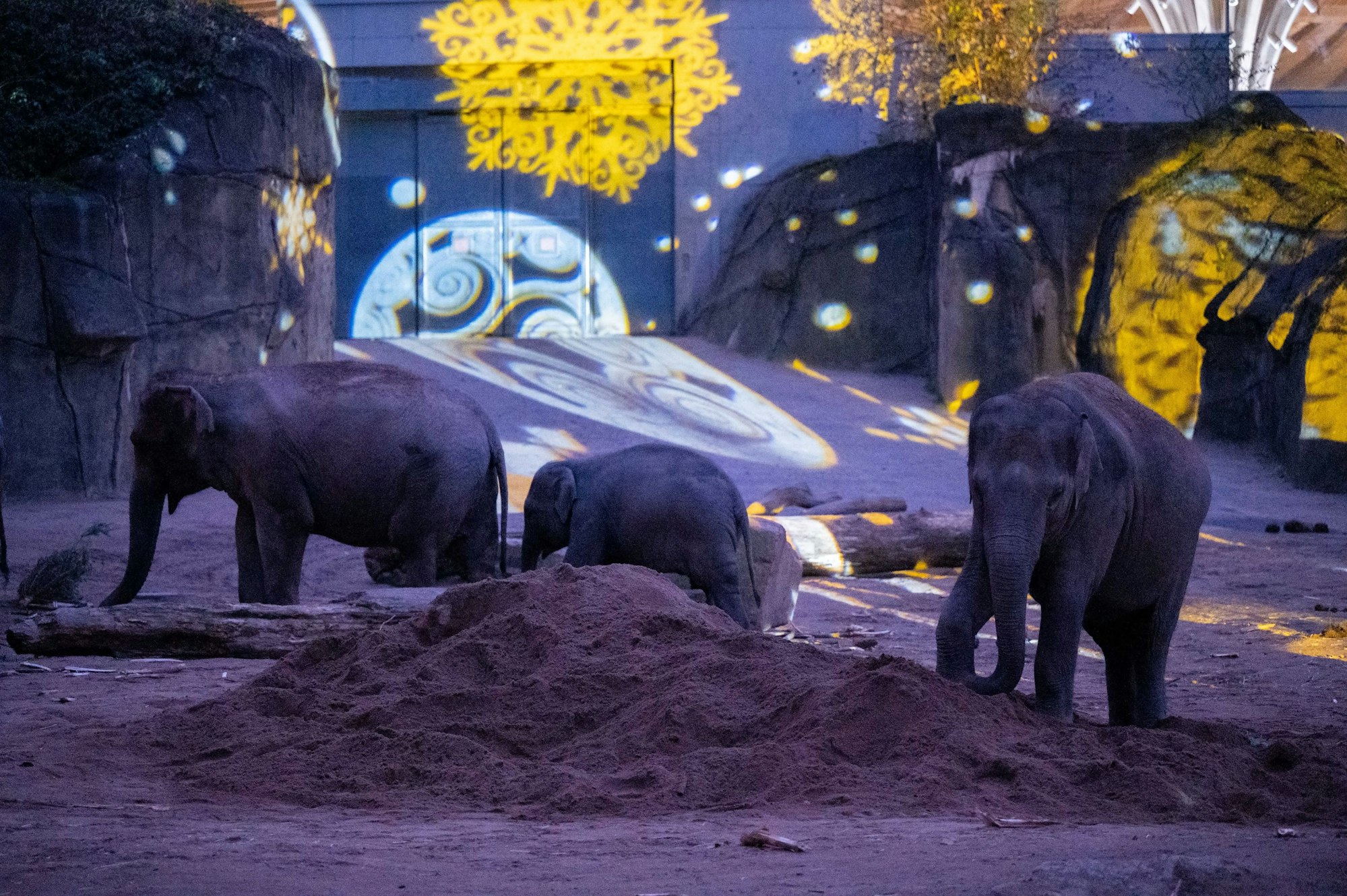 Auch das Außengelände des Elefantenparks ist illuminiert.