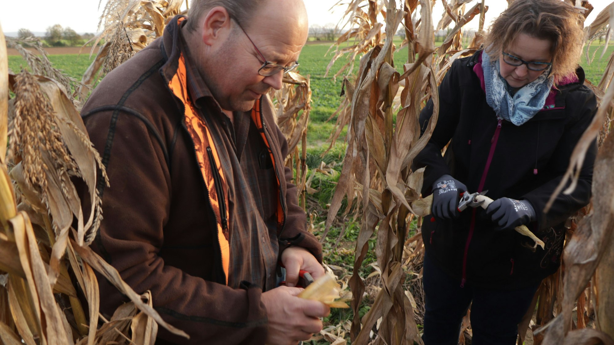 Günther und Angela Schmitz ernten Maiskolben von mannshohen Maispflanzen.