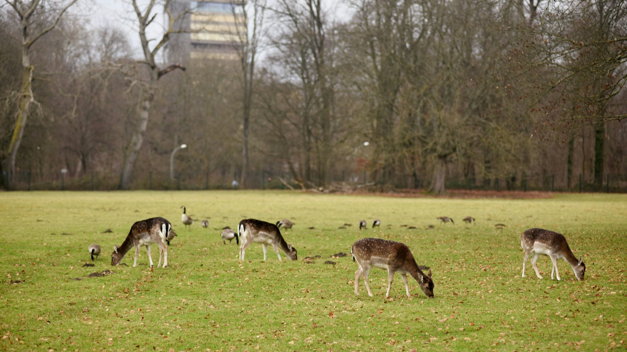 Mehrere Rehe stehen auf einer Wiese im Tierpark Lindenthal.